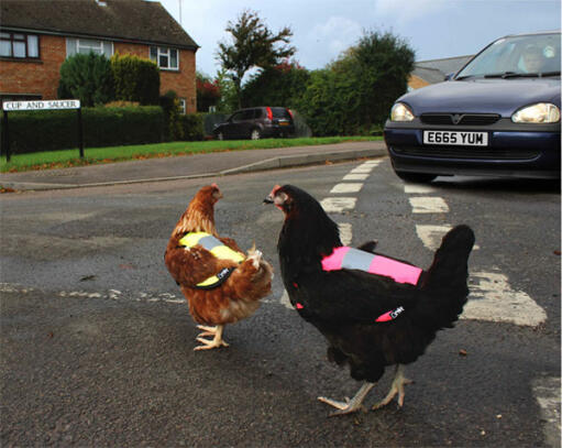 Håll kycklingarna säkra på vägen!