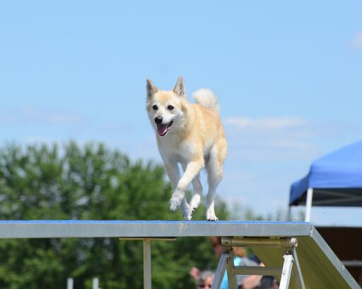 Norwegian-buhund-agility-kurs