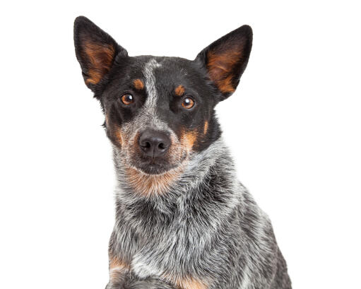 En smart australian cattle dog med vackra bruna öGon