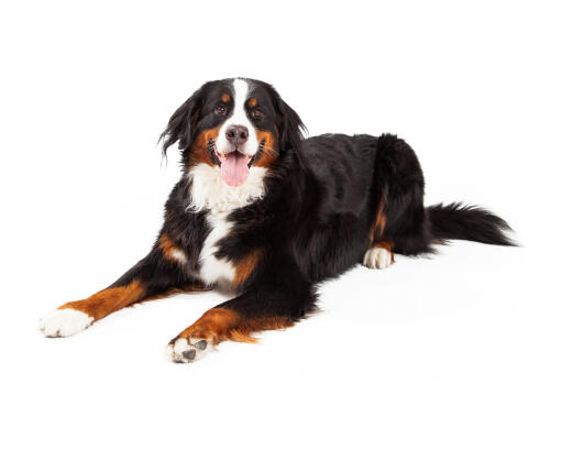 En upphetsad vuxen bernese mountain dog med en frisk päls