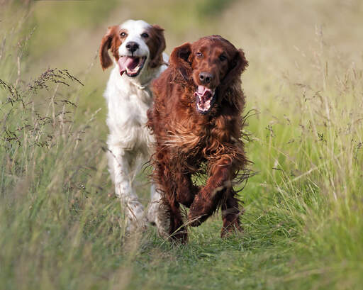 Två friska, unga irish setters som njuter av lite motion tillsammans