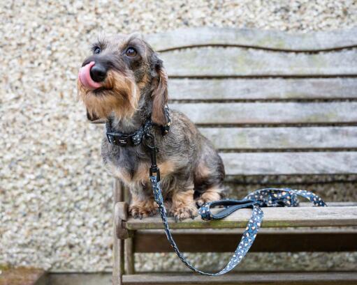 Hund i en bänk med sitt leopardmönstrade halsband och ledband