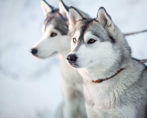 Två siberian huskies som väntar på nästa kommando med högt ställda öron