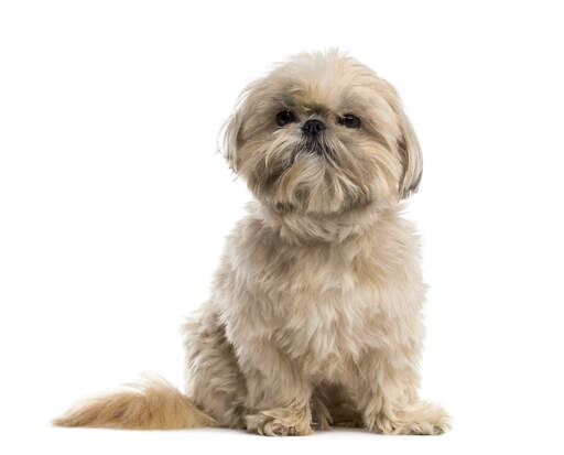 En nyfiken liten shih tzu som väntar på ett kommando