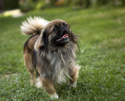 En frisk, vuxen pekingese som visar upp sin korta nos och stora, buskiga svans.