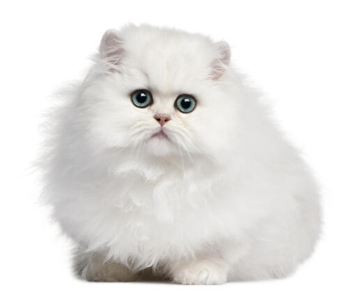 Blåögd persisk kattunge mot en vit bakgrund