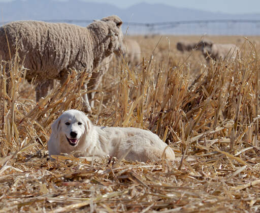 En underbar pyreneisk bergshund som ligger bland halmen