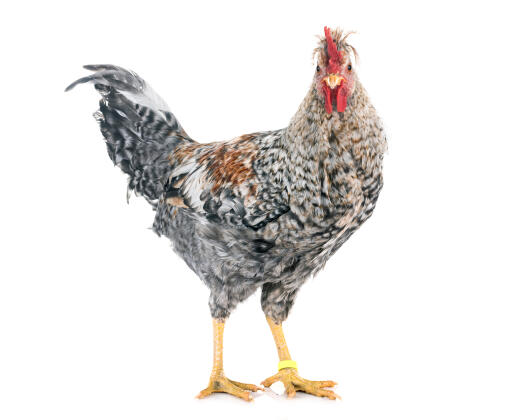 Gräddfil med benbar kyckling mot en vit bakgrund