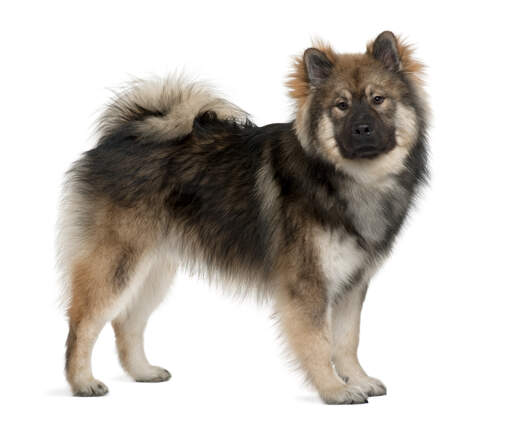 En vuxen eurasier med en underbar tjock päls och buskig svans.