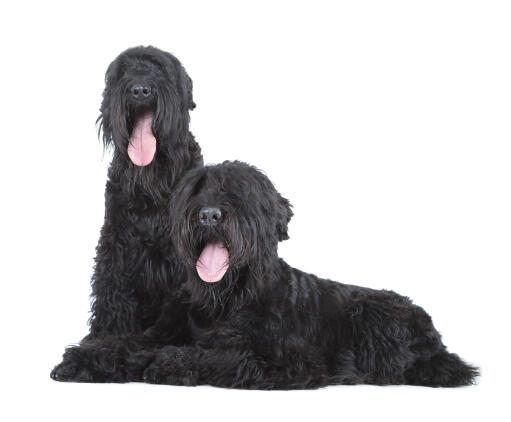 Två vackra vuxna svarta russian terriers som är nöjda med varandra