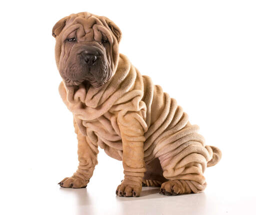 En ung chinese shar pei valp med många djupa rynkor