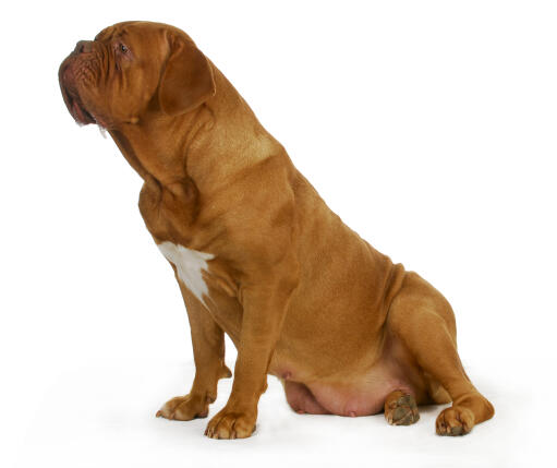 En tik dogue de bordeaux med en härlig tjock röd päls