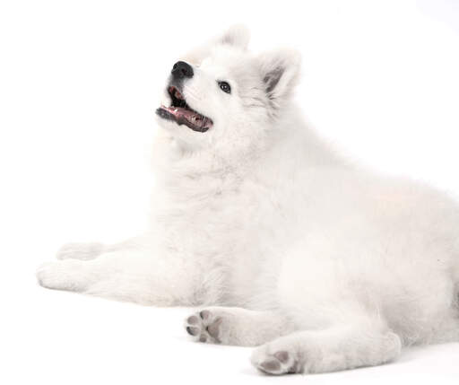 En härlig liten samojed som ligger ner och väntar på ett kommando från sin ägare.