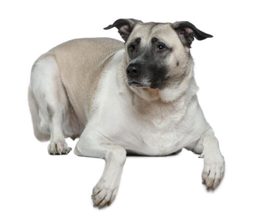 En underbar anatolisk herdehund som ligger ner med öronen spetsade.