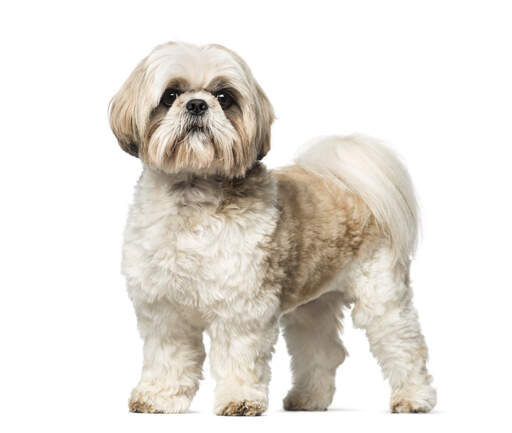 En vacker liten shih tzu som står upp och visar upp sin stora, buskiga svans.