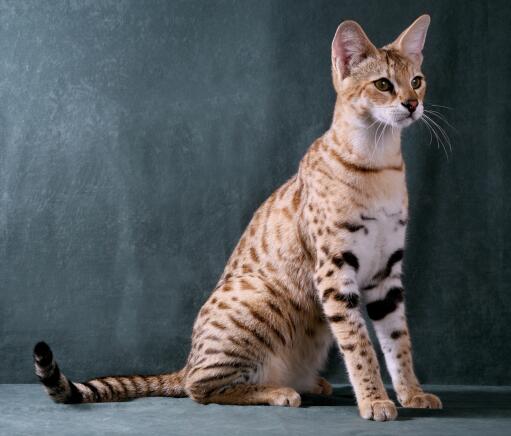 Savannahkatter är mycket kungliga katter.