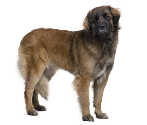 En vuxen leonberger som visar upp sin stora och starka kropp