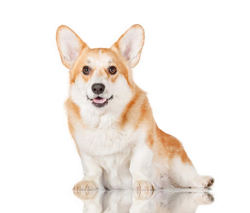 En frisk, ung pembroke welsh corgi som sitter och väntar på uppmärksamhet.