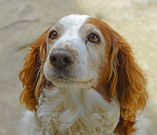 En uppmärksam welsh springer spaniel som väntar på uppmärksamhet