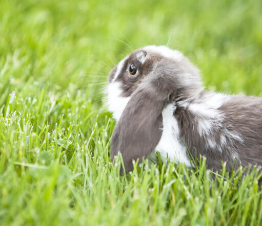 De otroligt stora öronen hos en mini lop rabbut