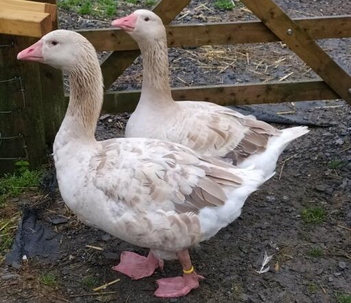 Brecon buff GoslinGor