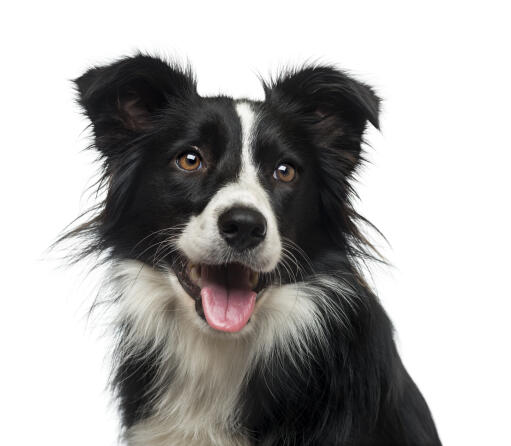 En närbild av border collie's karakteristiska spetsiga öron