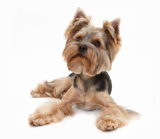 En frisk ung yorkshire terrier med en valpklippt kropp