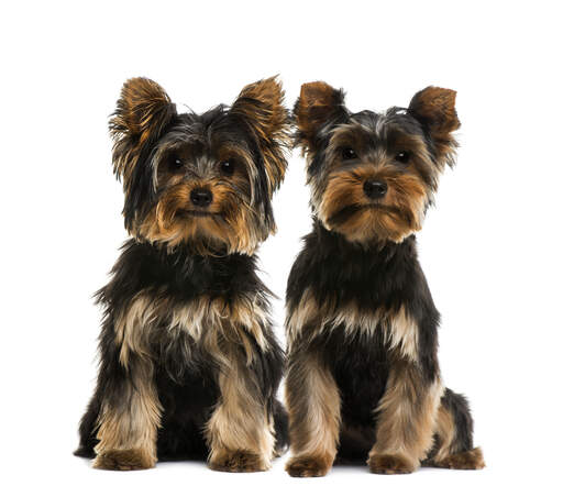 Två vuxna yorkshire terriers med frisk, mörk päls