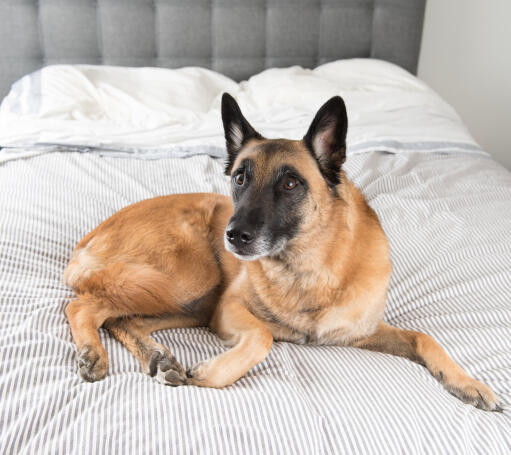 En frisk, vuxen belgisk malinois som ligger bekvämt på sin ägares säng.