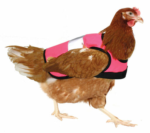 Högvisande kycklingjacka i rosa