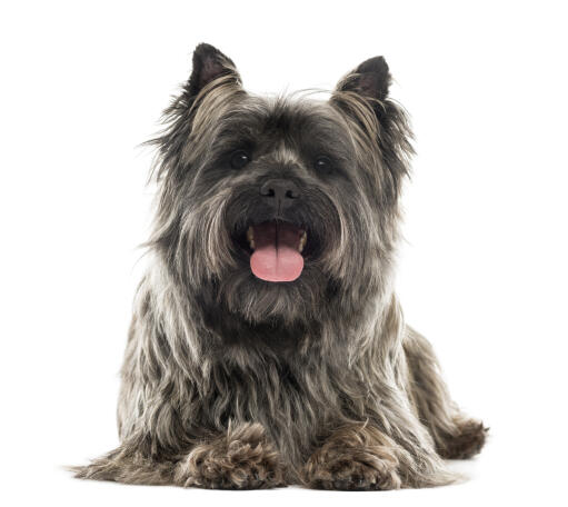 En vuxen cairnterrier med en vackert underhållen lång päls