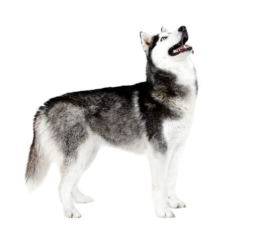 En stor och stark vuxen siberian husky som visar upp sin underbara fysik