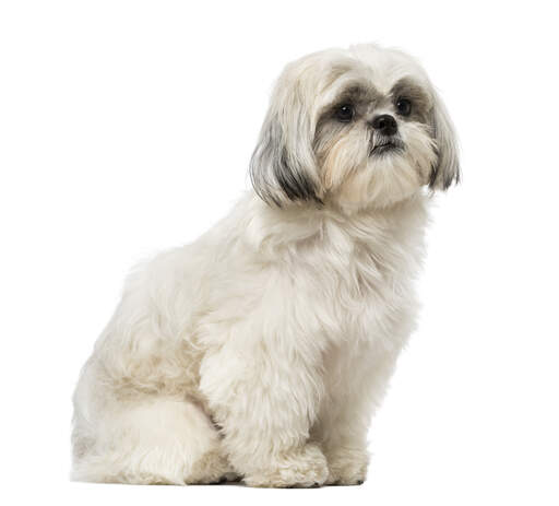 En mogen och välmanövrerad liten shih tzu som sitter prydligt.