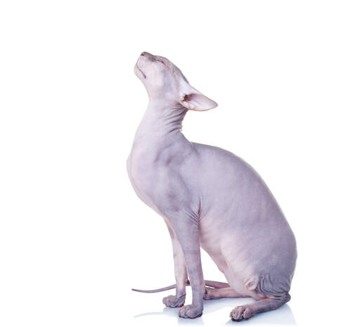 En donskoy-katt som sträcker tillbaka huvudet