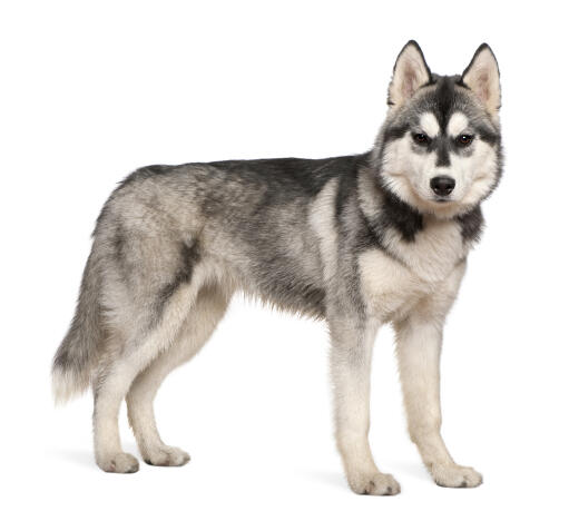 En vuxen siberian husky som visar upp sin underbara tjocka päls och sina stora, spetsiga öron.