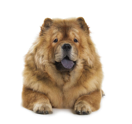 En vuxen chow chow med en vacker tjock brun päls