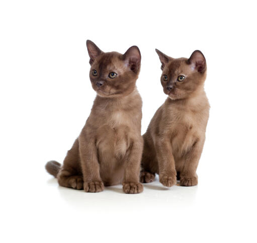 Två GorGeooss choklad burmesiska kattungar som sitter tillsammans