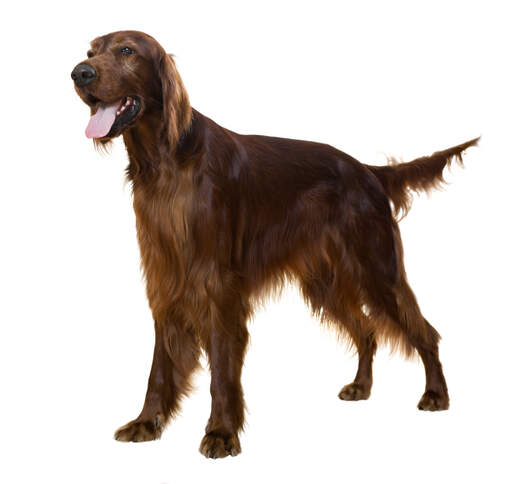 En ung vuxen irish setter med vacker lång päls