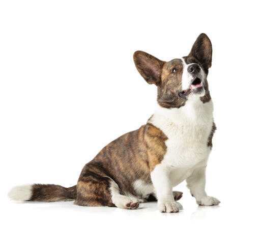 En vuxen cardigan welsh corgi med en vacker brun och vit päls.