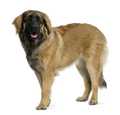 En frisk, vuxen leonberger som står upp och visar upp sin vackra, tjocka päls.