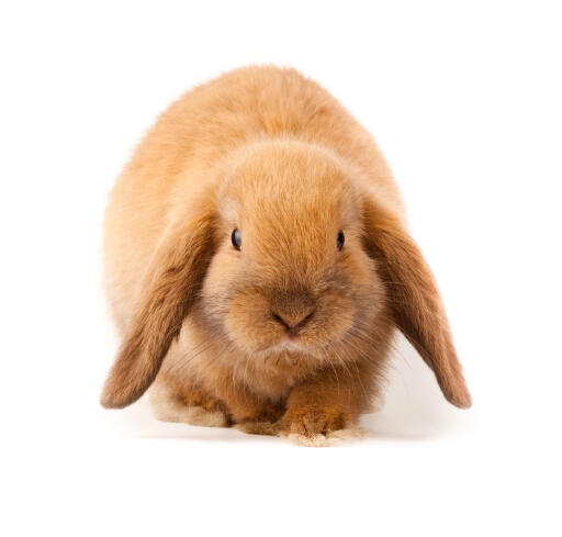 Holland lop