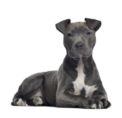 En vacker, ung american staffordshire terrier som ligger prydligt.