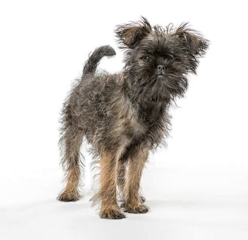 En söt liten affenpinscher med en härligt sliskig päls