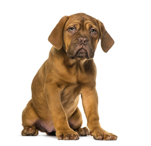 En liten dogue de bordeaux-valp som sitter fint på Golvet