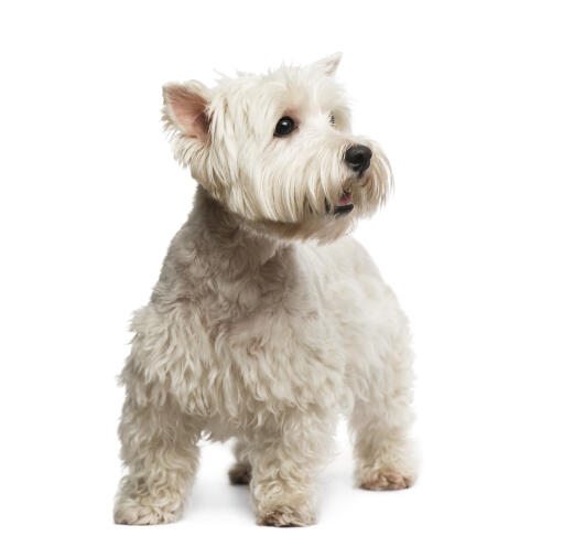 En frisk, ung, vuxen west highland terrier som står högt och visar upp sin vackra, välvårdade päls.