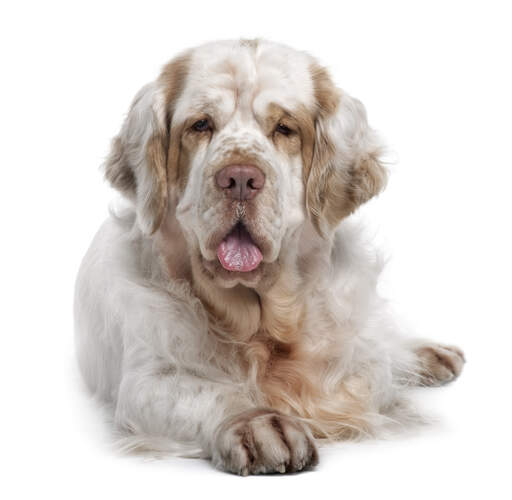 En vuxen clumber spaniel med en vackert mjuk, vit och brun päls.