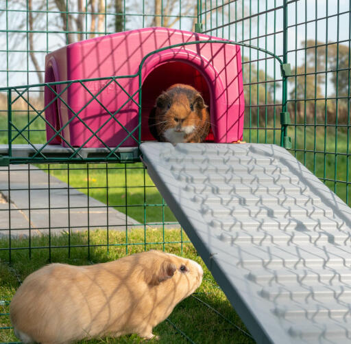 Omlet Zippi leksak för marsvin med Zippi plattformar, lila Zippi skydd och marsvin