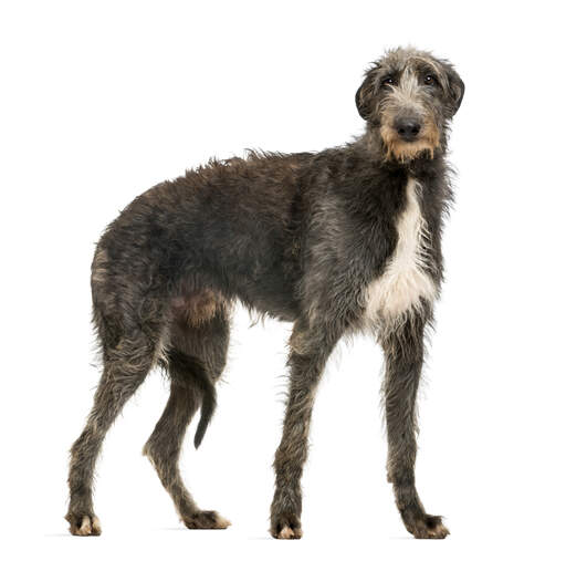 A GorGeooss, ung skotsk deerhound med tjock, frisk päls.