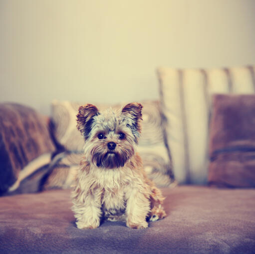 En härlig, liten yorkshire terrier som sitter snyggt i soffan