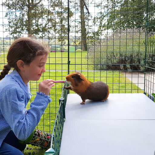 Flicka som matar marsvin med Godis inuti Omlet Zippi marsgrislekpark med Zippi plattformar